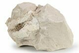 Bargain, Fossil Oreodont (Leptauchenia) Skull - Unprepared #249258-1
